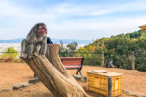 kyoto visite guidée à pied des animaux à arashiyama