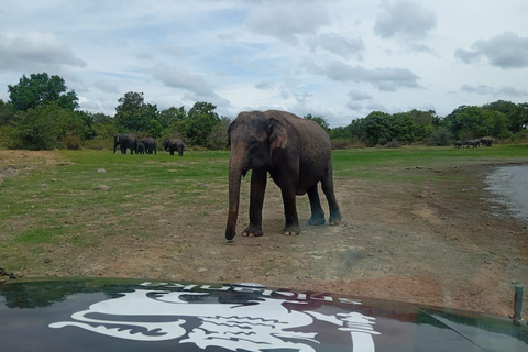 Minneriya: Nationalpark Jeep Safari von Sigiriya/DambullaVon Sigiriya aus: Minneriya National Park 4X4 Jeep Safari