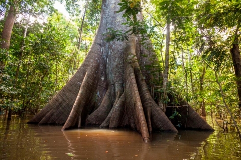 Iquitos: 6-godzinna wspaniała wycieczka z przewodnikiem po przyrodzieIquitos: Wonderful Wildlife Guided Tour Budget Option