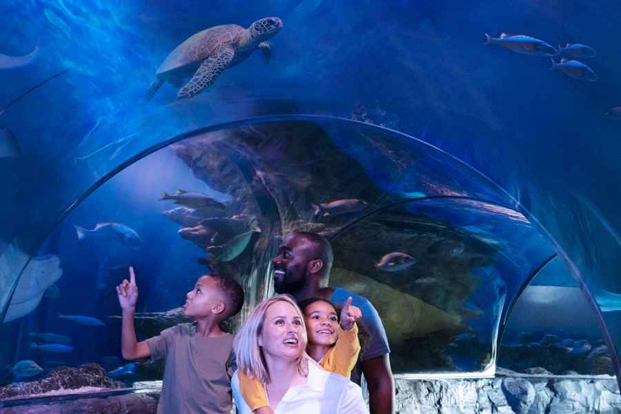 MEERLEBEN Charlotte-Concord Aquarium Allgemeiner Eintritt. Foto: GetYourGuide