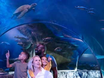 MEERLEBEN Charlotte-Concord Aquarium Allgemeiner Eintritt MEERLEBEN Charlotte-Concord Aquarium Allgemeiner Eintritt