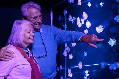 Grapevine: SEA LIFE Grapevine Aquarium General Admission Grapevine: SEA LIFE Grapevine Aquarium General Admission (T)