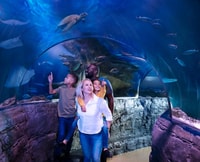 Pule, vida marina de vidrio Grapevine Aquarium Admisión - Housity