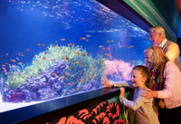 Pule, vida marina de vidrio Grapevine Aquarium Admisión - Housity