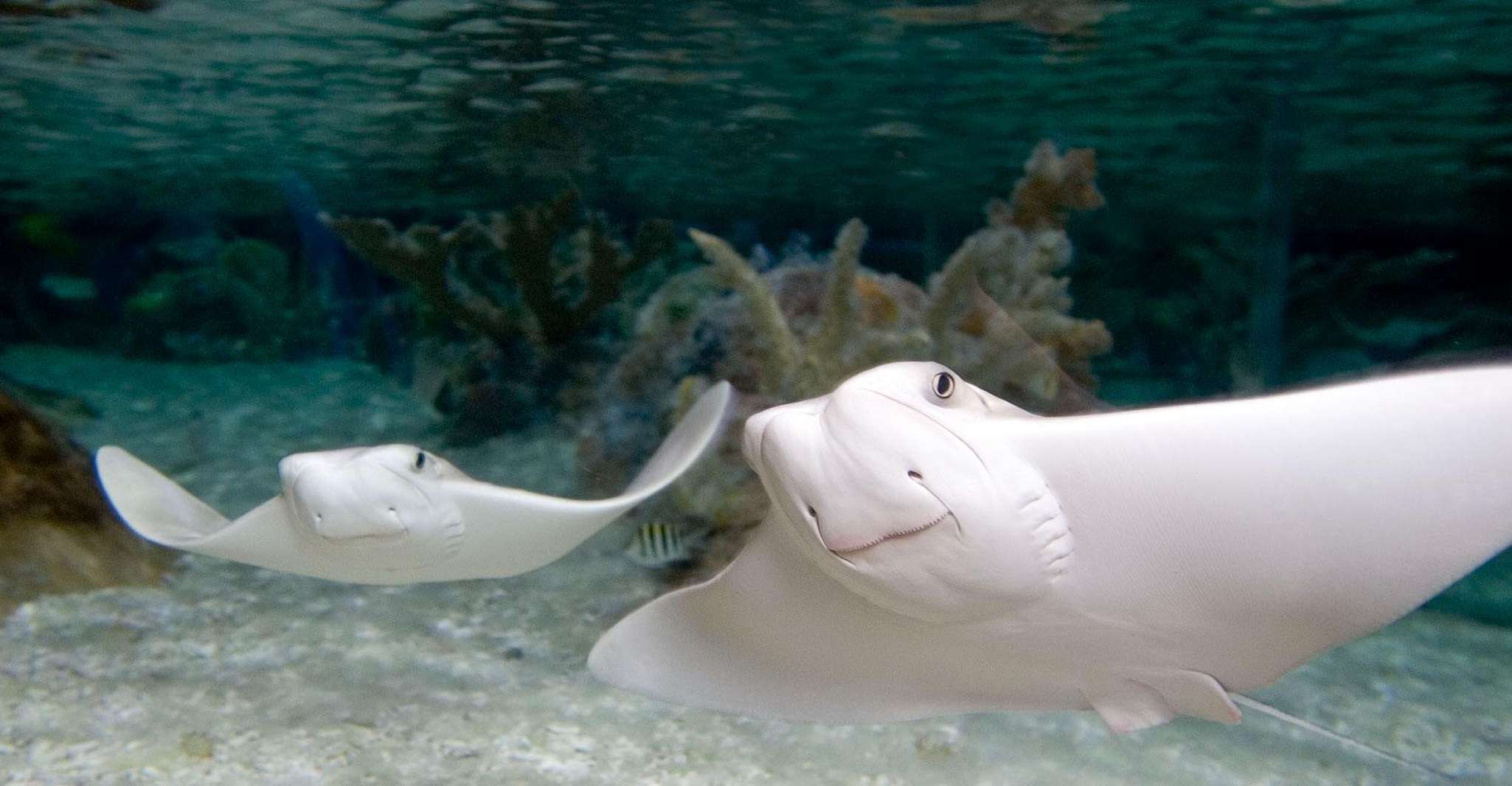 Kansas City, Sea Life Kansas City Acquario Ammissione generale - Housity