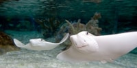 Kansas City, Sea Life Kansas City Aquarium General Admission - Housity