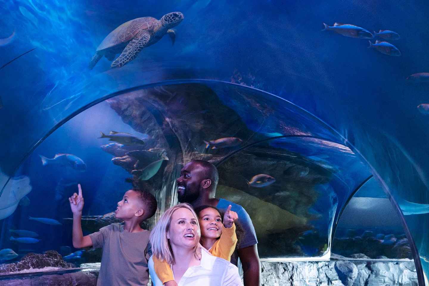 indoor things to do in kansas city | meet underwater animals at sea life kansas city