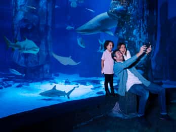 SEA LIFE Minnesota Aquarium Allgemeiner Eintritt SEA LIFE Minnesota Aquarium Allgemeiner Eintritt