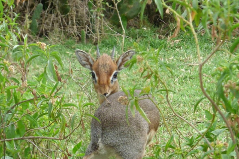 Nairobi: Crescent Island Walking Safari and Lake Naivasha Shared: Crescent Island and Lake Naivasha without Entry Fee