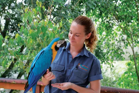 Friends in the Rainforest Package: Koala Gardens & Birdworld