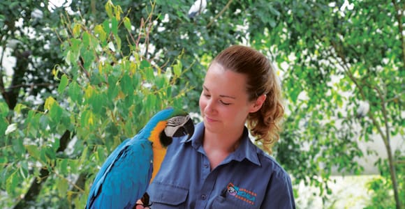 Friends in the Rainforest Package: Koala Gardens & Birdworld