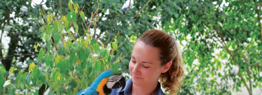 Forfait Amis de la forêt tropicale : Koala Gardens & Birdworld