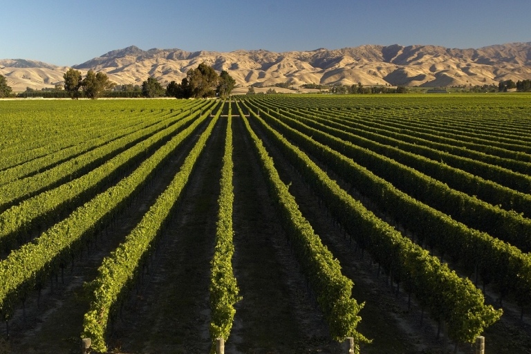 Marlborough: Full-Day Wine and Seafood Tour with Cruise