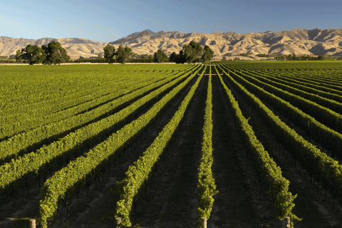 Marlborough: Full-Day Wine and Seafood Tour with Cruise