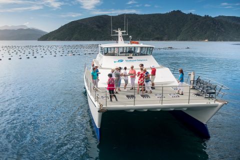 Marlborough: Full-Day Wine and Seafood Tour with Cruise