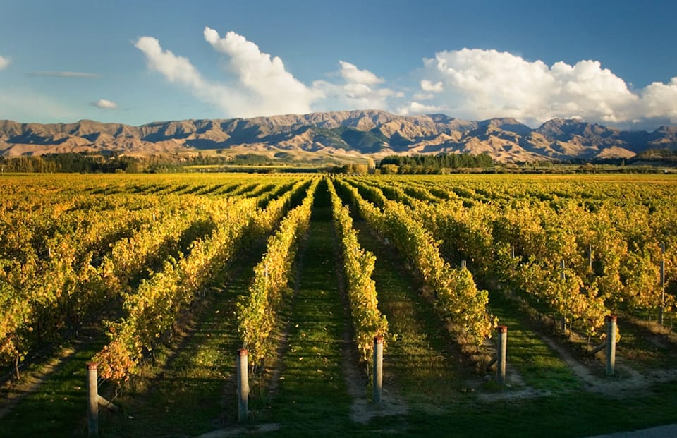 Marlborough, Şaraphaneler Ziyaret ve Tatlandırma Oturumu - Hizvo