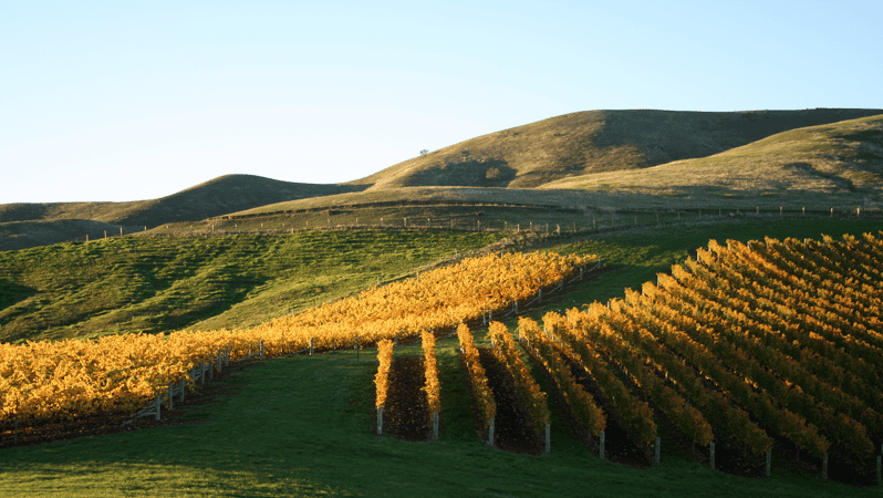 Marlborough: Wineries Visit With Tastings And 2-Course Lunch | GetYourGuide