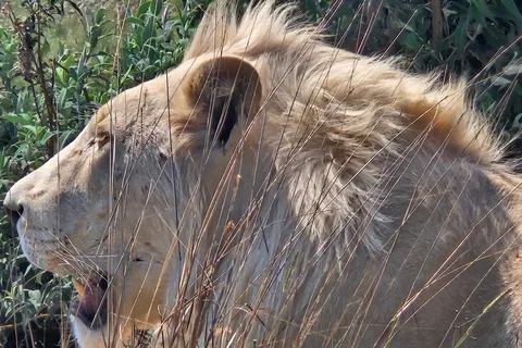 Safari i lejon- och noshörningsparken / Kulturbyn Lesedi