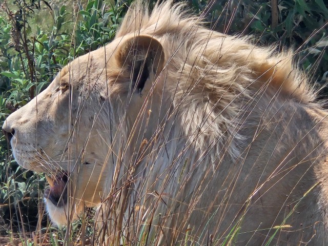 Visit Safari at Lion and Rhino Park / Lesedi Culture Village in Johannesburg