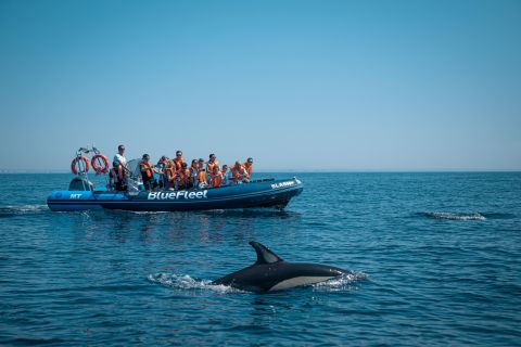 Da Lagos: gita in barca per osservare i delfini