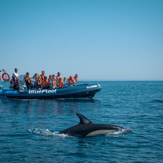 From Lagos: Dolphin Watching Boat Trip
