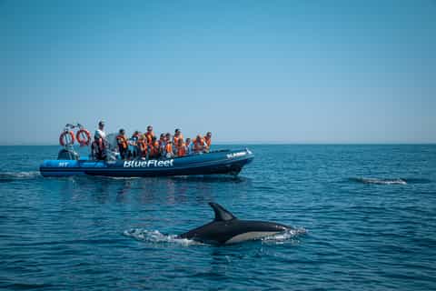 From Lagos: Dolphin Watching Boat Trip