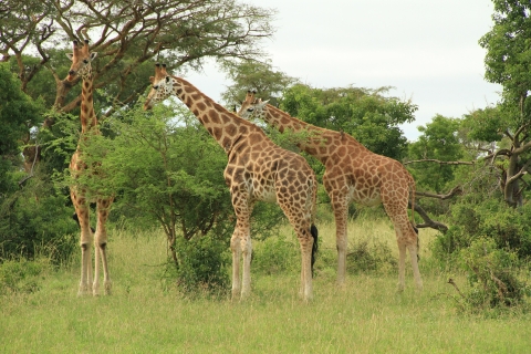 3 Day Murchison Falls Vacation Including Big 5 Sighting