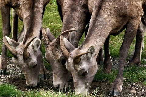 Banff: Twilight Wildlife-Alpine Lakes: Private Sunset Safari Group of 1-2 persons
