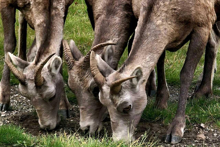 Banff: Twilight Wildlife-Alpine Lakes: Private Sunset Safari Group of 1-2 persons