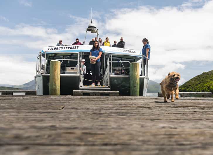From Havelock Marlborough Sounds Mail Boat FullDay Cruise GetYourGuide