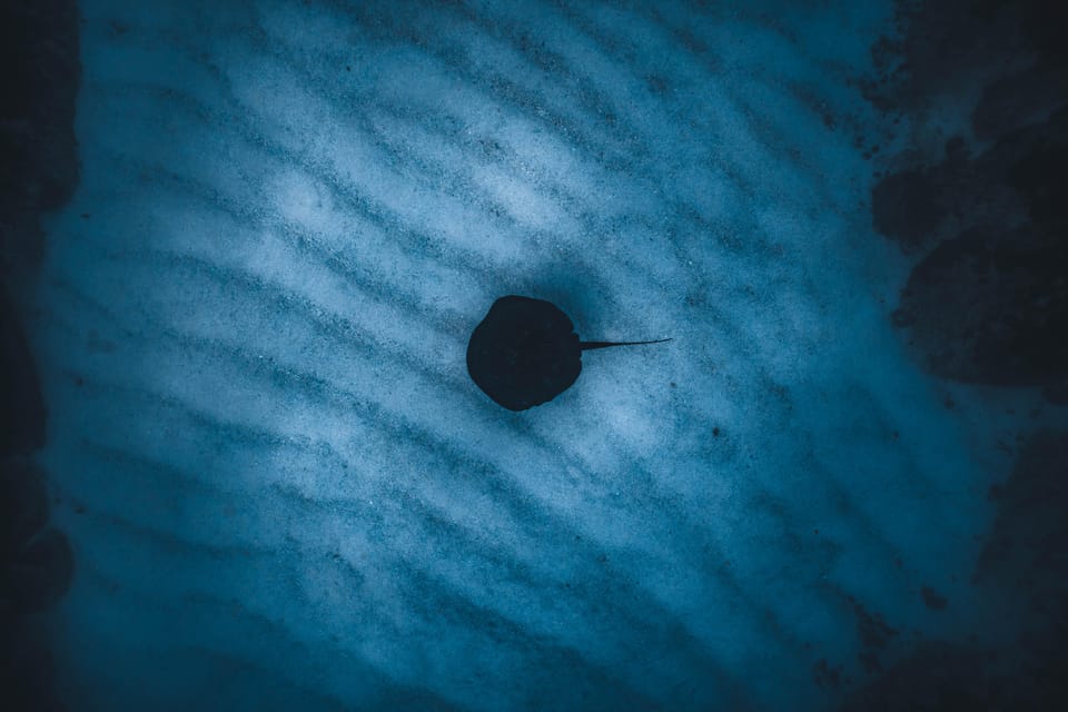 Brunswick Heads Snorkeling Byron Bay Tour at Julian Rocks GetYourGuide