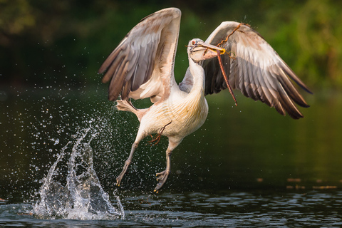 Siem Reap: tour della riserva della biosfera di Prek Toal Tonle Sap