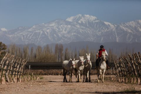 Mendoza: equitazione, tour della cantina con degustazione e pranzo