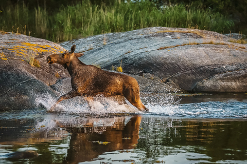 Estocolmo: safari de especies salvajes con cena de fogataEstocolmo: safari de animales salvajes con cena de fogata