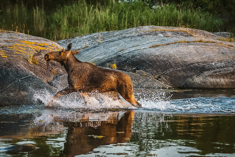 Depuis Stockholm : safari et dîner avec feu de camp