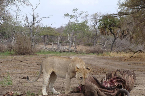 Arusha National Park: Day Trip with Walking Safari & Canoe Shared Day Trip Transfer & Game Drive (Fees Excluded)
