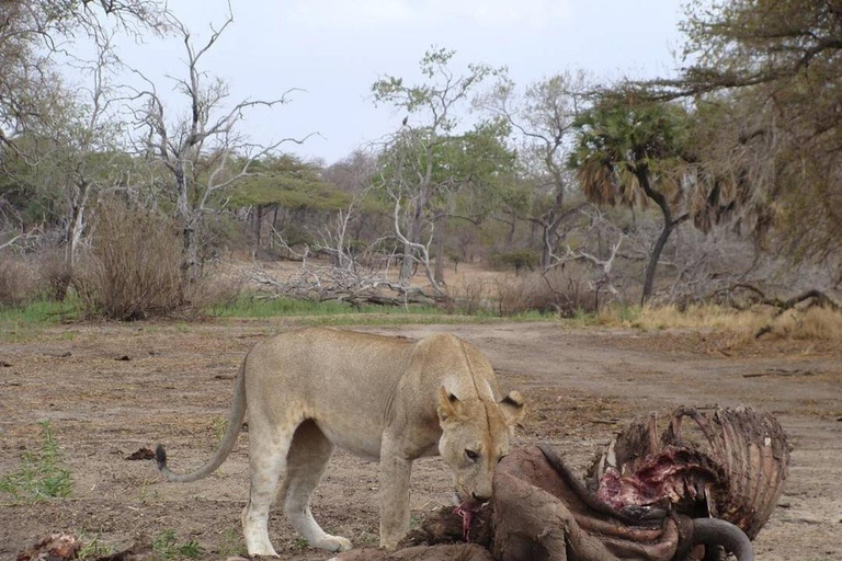 Arusha National Park: Day Trip with Walking Safari & Canoe Shared Day Trip Transfer & Game Drive (Fees Excluded)