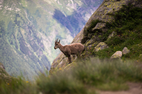 Chamonix: Wandeling bij zonsondergang & kaasfondue in een alpenlandschap