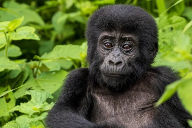 Kigali: Volcanoes Gorilla Trekking & Lake Ruhondo Boat Ride Kigali: Gorilla in Trekking Volcanoes National Park Only