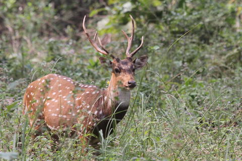 Bangalore to Jim Corbett: 2-Day Safari Adventure via Delhi All-Inclusive tour