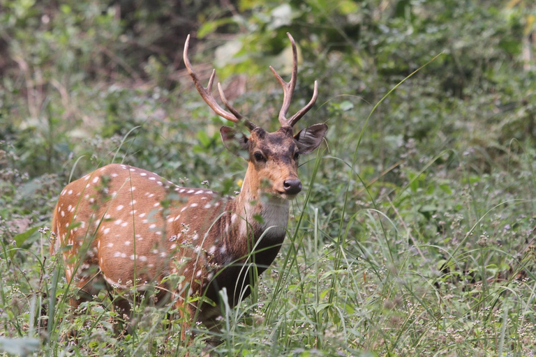 Bangalore to Jim Corbett: 2-Day Safari Adventure via Delhi All-Inclusive tour