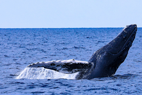 冲绳那霸：庆良间群岛半日观鲸之旅半日观鲸之旅（含酒店接送服务）