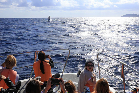 冲绳那霸：庆良间群岛半日观鲸之旅半日观鲸之旅（含酒店接送服务）