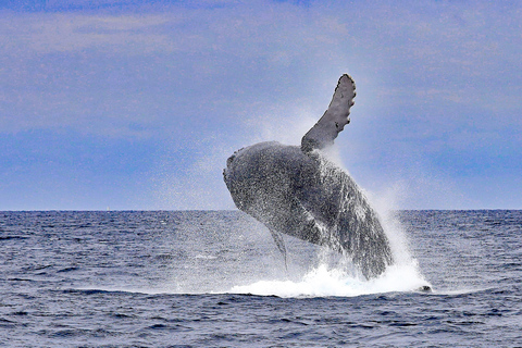 冲绳那霸：庆良间群岛半日观鲸之旅半日观鲸之旅（含酒店接送服务）