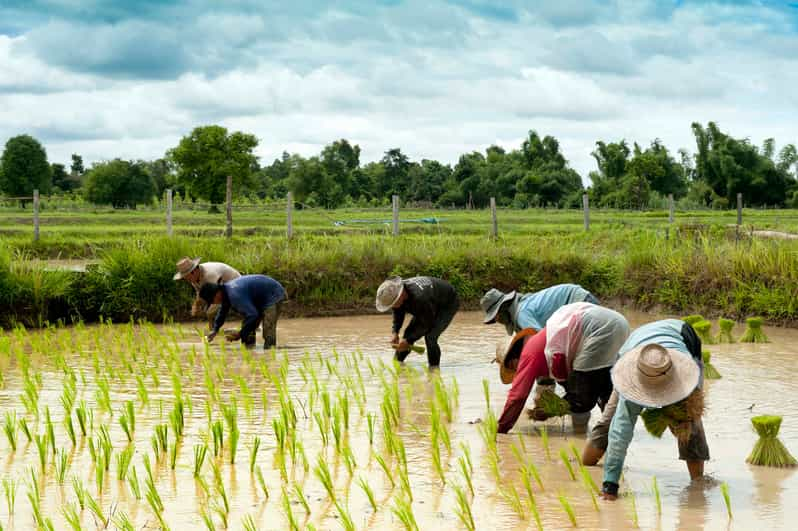 Back to Basics: Siem Reap Village Tour in Cambodia | GetYourGuide