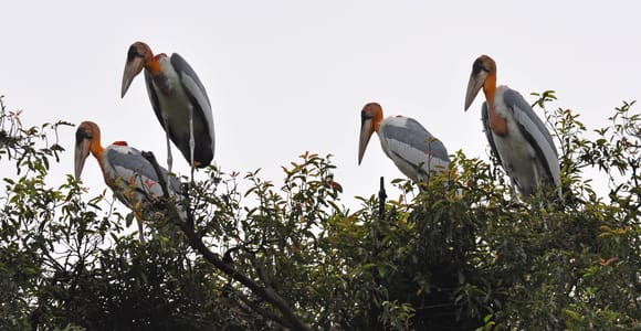 Prek Toal Bird Sanctuary and Great Lake Tour in Cambodia