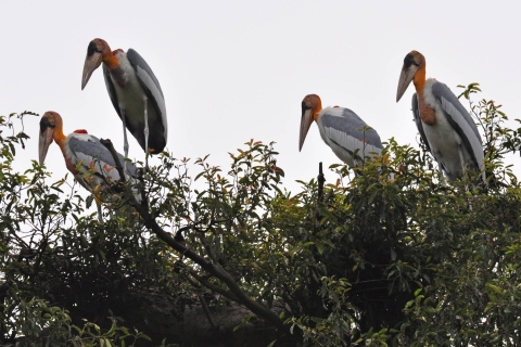 Prek Toal Bird Sanctuary and Great Lake Tour in Cambodia