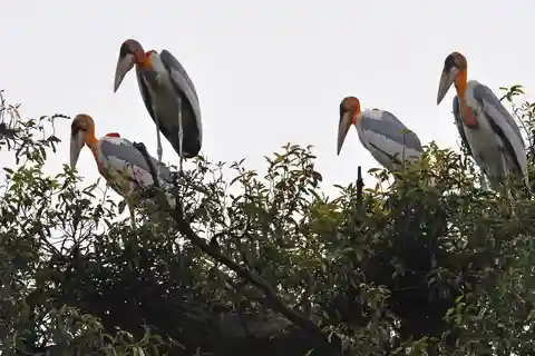 Visita ao Santuário de Aves de Prek Toal e ao Grande Lago no Camboja