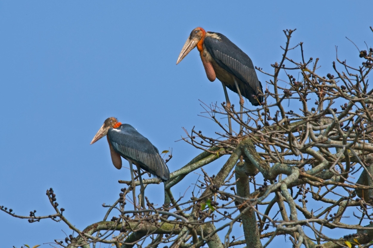 Prek Toal Bird Sanctuary and Great Lake Tour in Cambodia