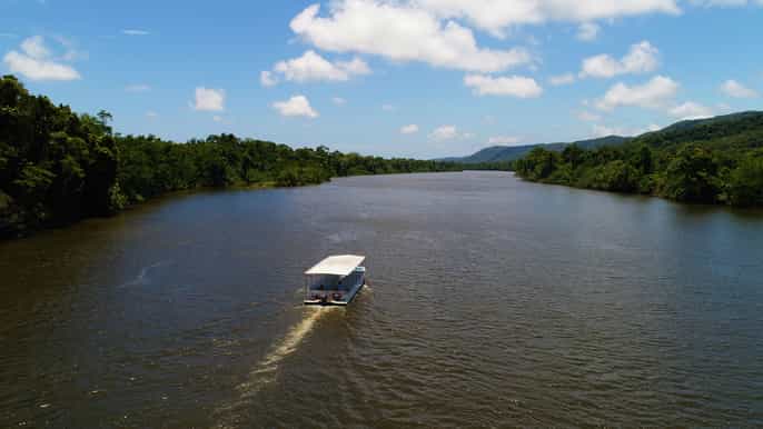 cairns daintree rainforest wildlife experience cruise